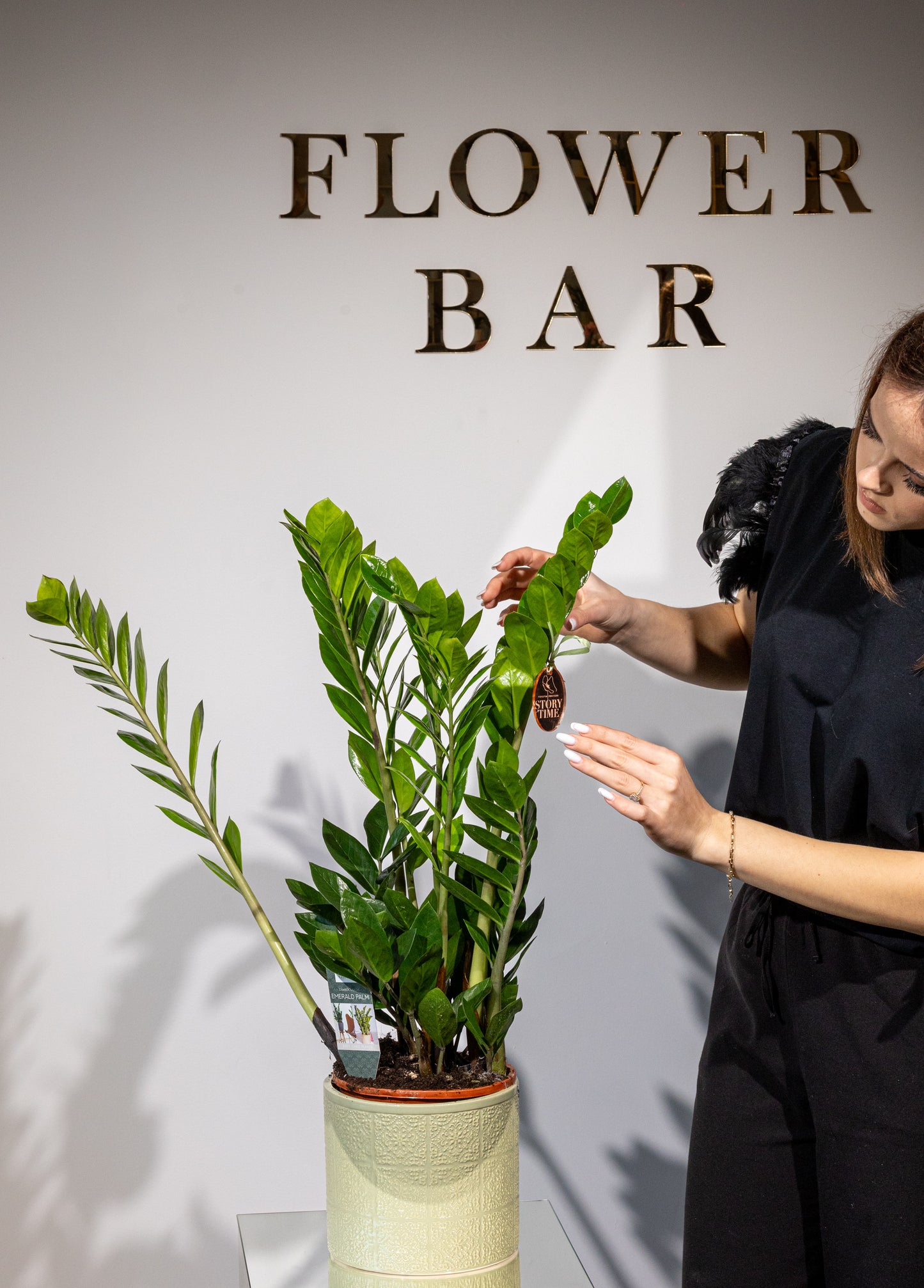 Zamioculcas – „Verdeață cu Zero Bătăi de Cap”