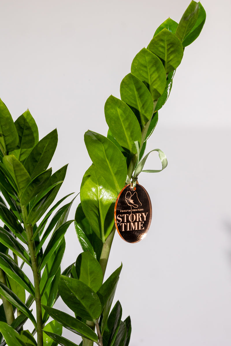 Zamioculcas – „Verdeață cu Zero Bătăi de Cap”