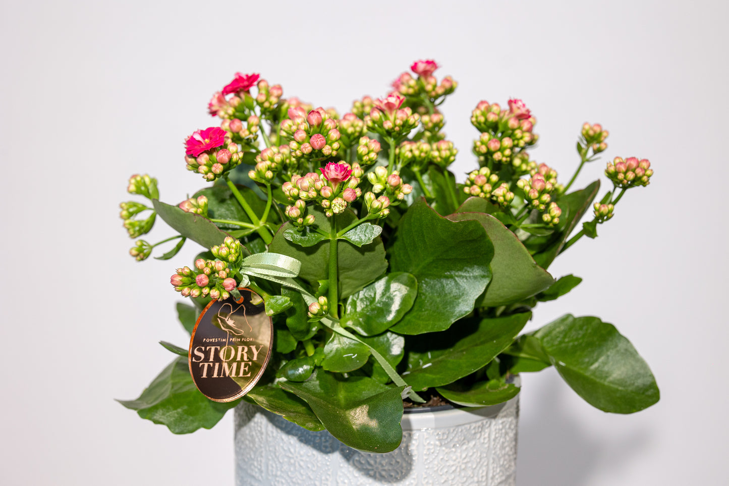 Kalanchoe – „Culoare și Vitalitate în Formă Compactă”