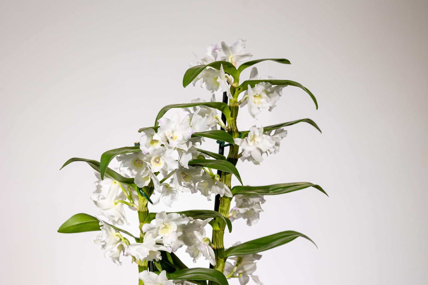 Dendrobium – „Eleganță Verticală, Rafinament Natural”