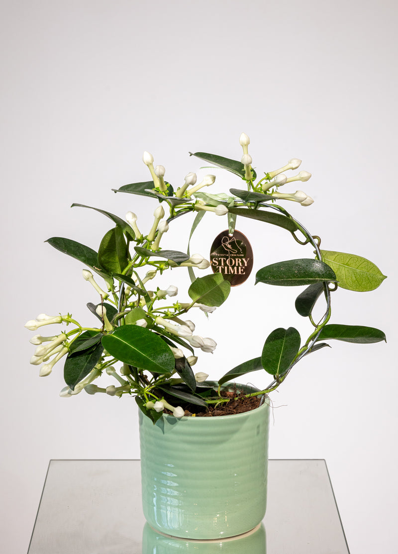 Stephanotis – „Parfum de Mireasă, Farmec Delicat”