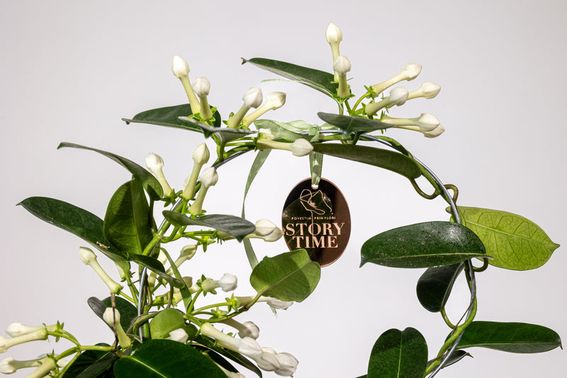 Stephanotis – „Parfum de Mireasă, Farmec Delicat”