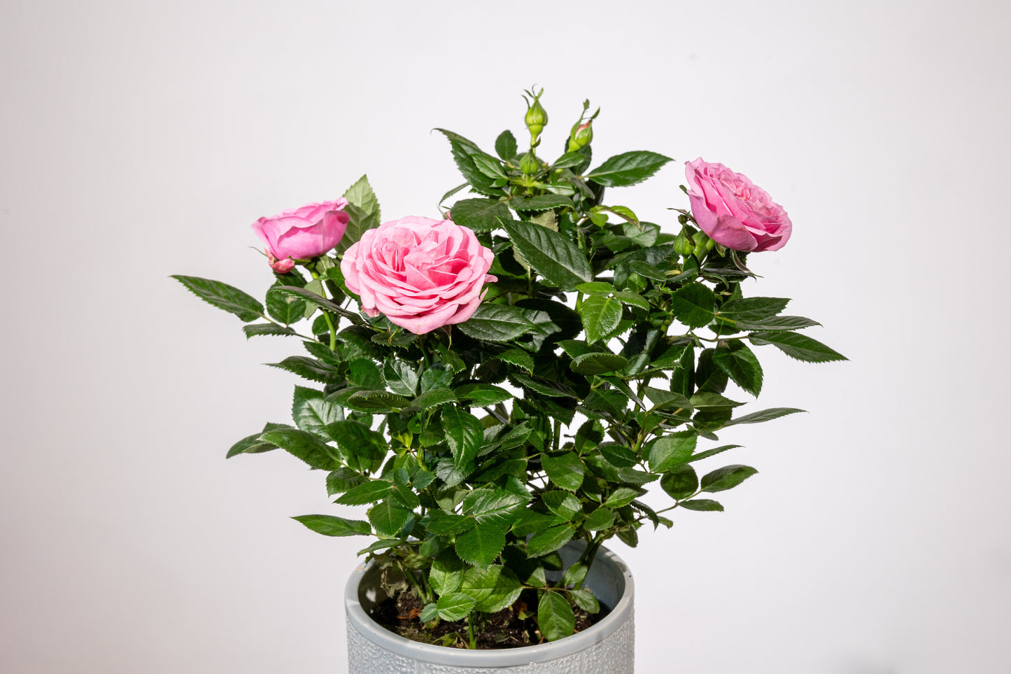 Trandafir la Ghiveci – „Frumusețe Clasică Înflorită”