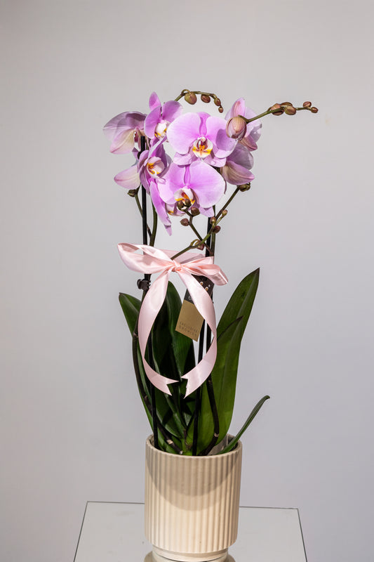 Phalaenopsis – „Eleganță Exotică Zamioculcas”