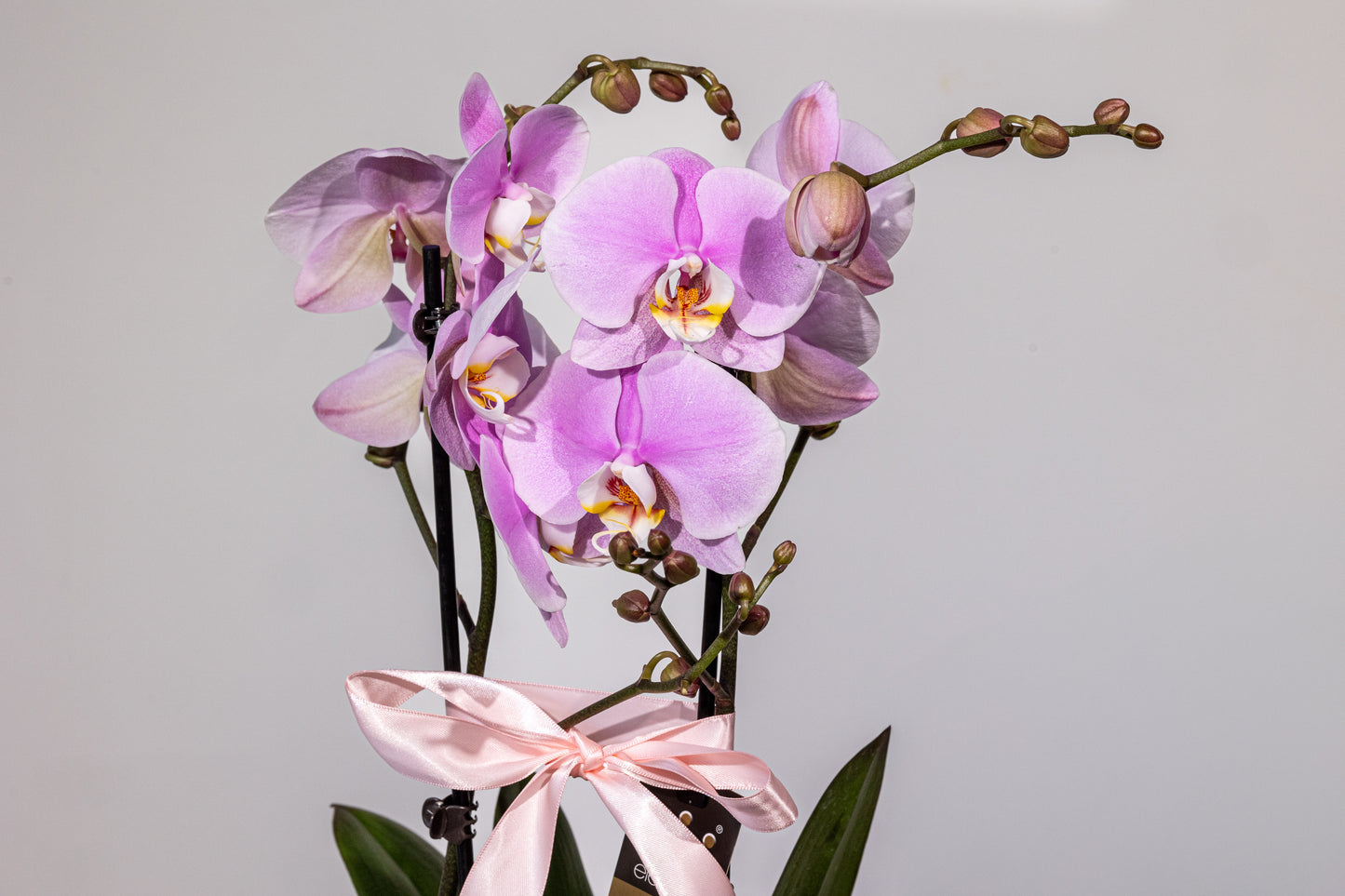Phalaenopsis – „Eleganță Exotică Zamioculcas”