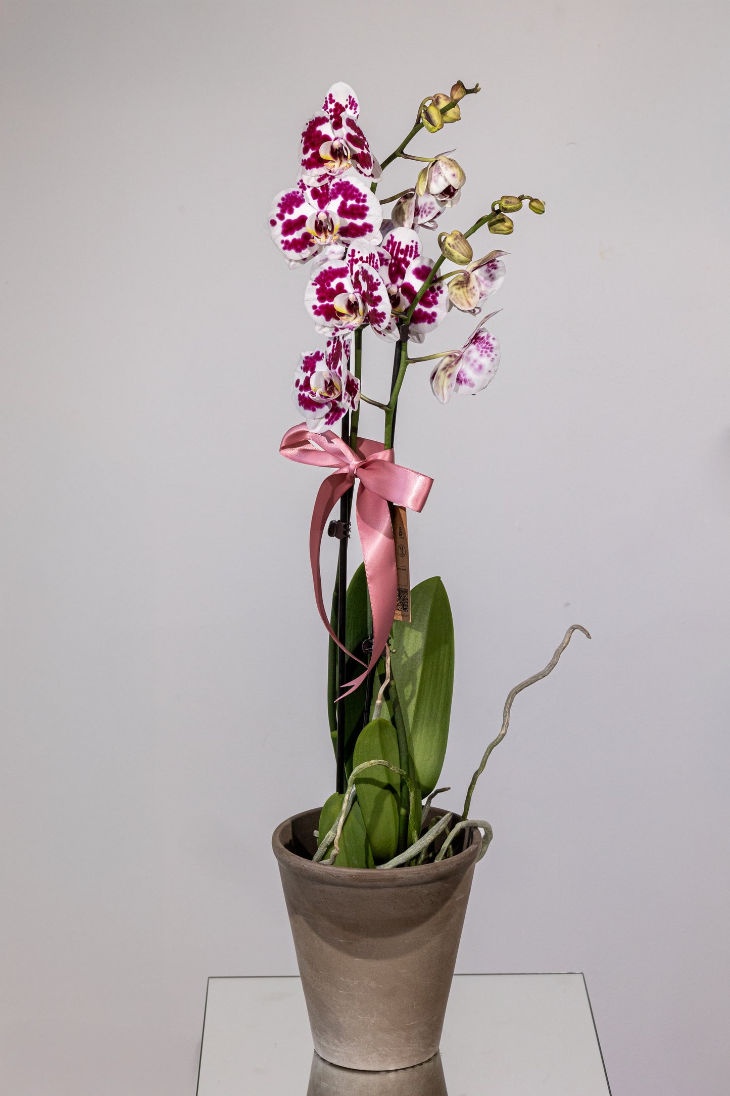 Phalaenopsis – „Eleganță Exotică Zamioculcas”