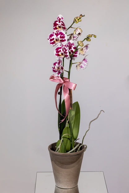 Phalaenopsis – „Eleganță Exotică Zamioculcas”