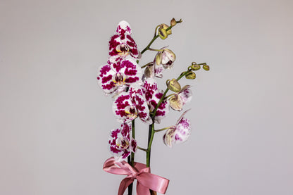 Phalaenopsis – „Eleganță Exotică Zamioculcas”