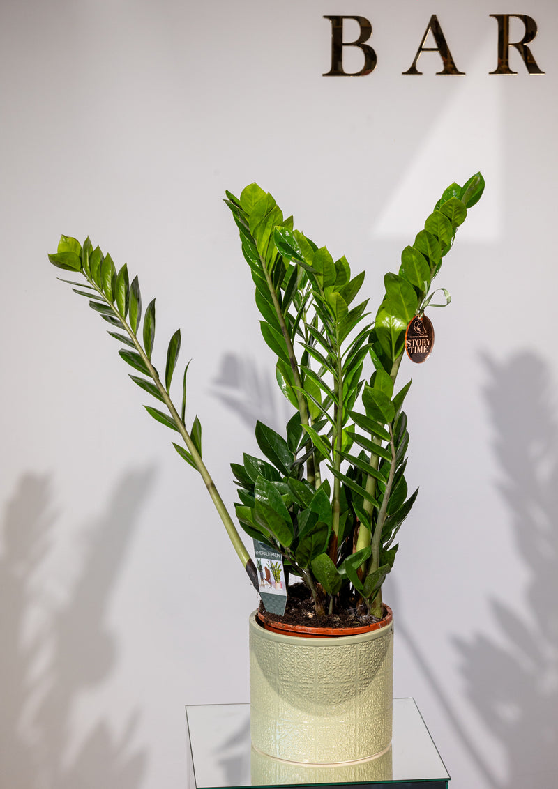 Zamioculcas – „Verdeață cu Zero Bătăi de Cap”