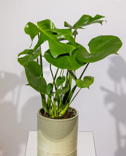 Monstera – „Planta cu Frunze Spectaculoase”
