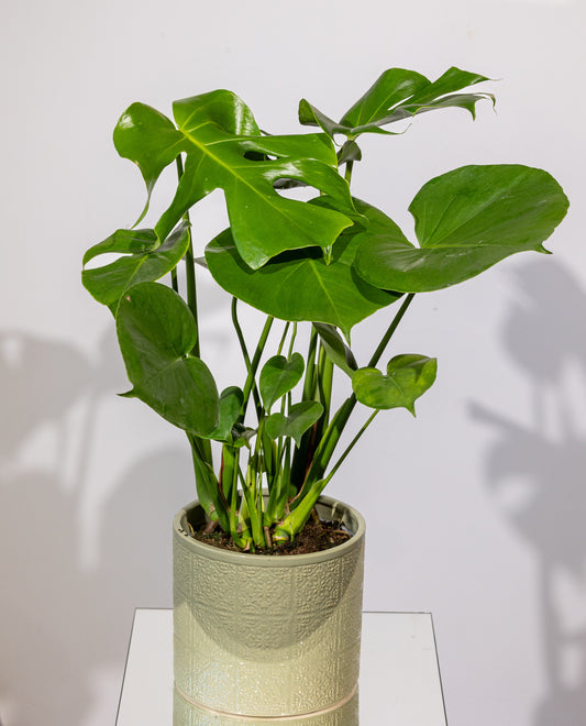 Monstera – „Planta cu Frunze Spectaculoase”