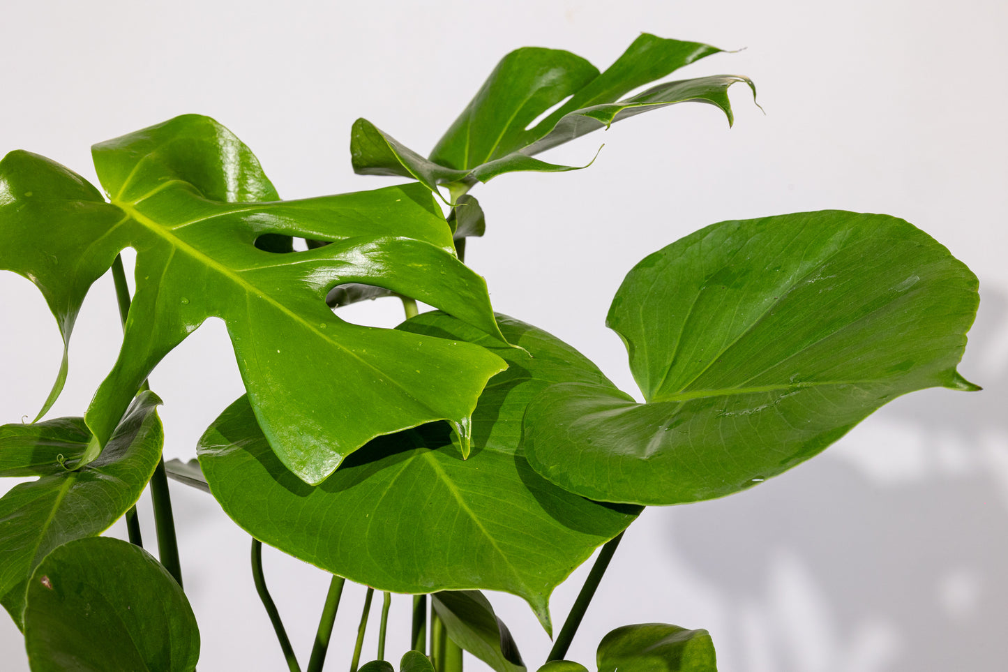 Monstera – „Planta cu Frunze Spectaculoase”