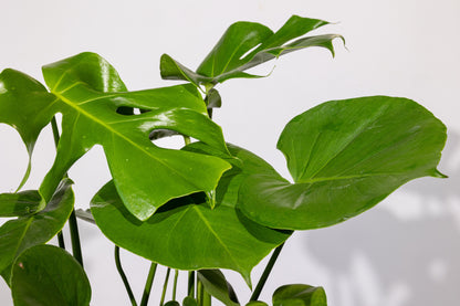 Monstera – „Planta cu Frunze Spectaculoase”