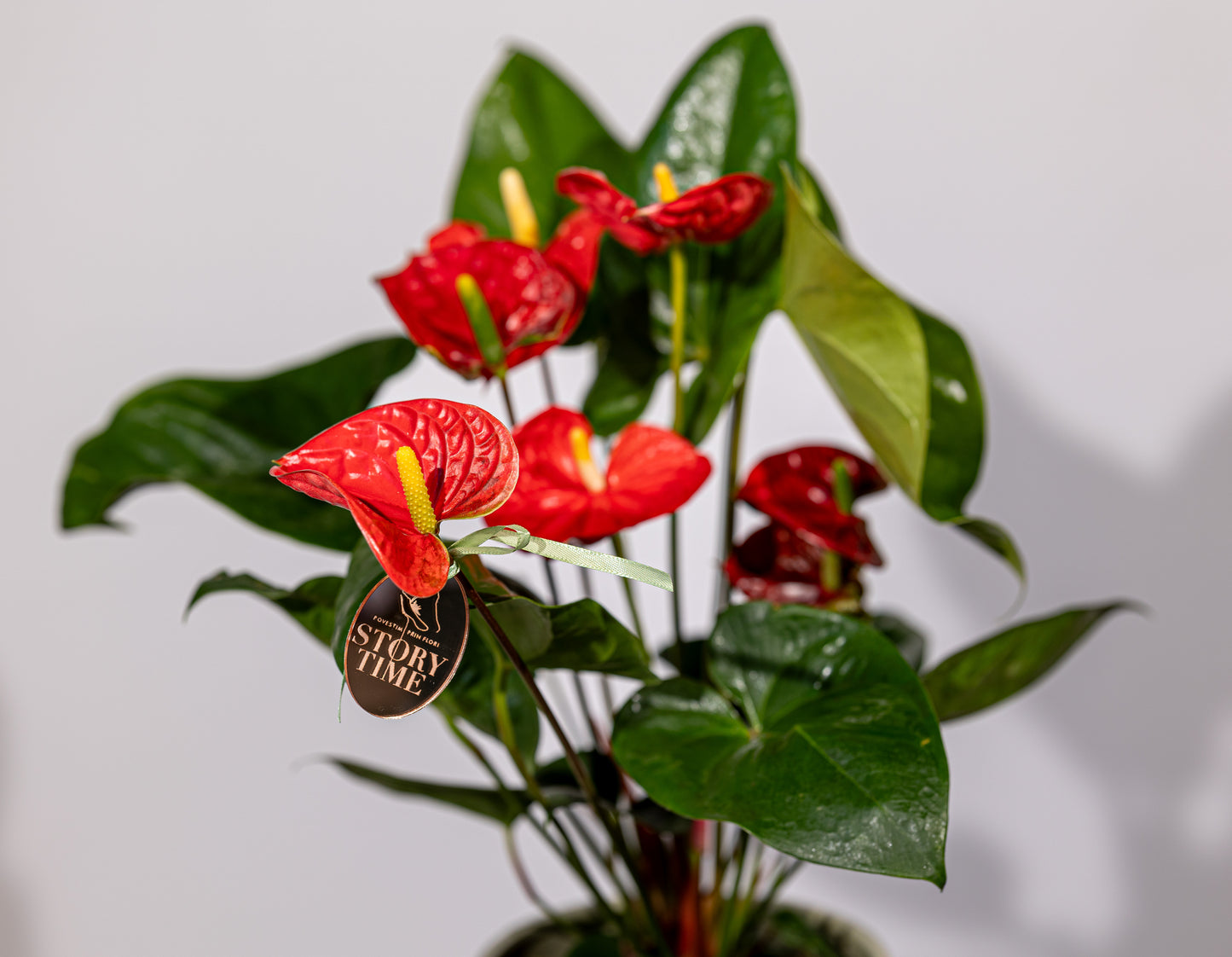 Anthurium – „Eleganță Tropicală cu Flori Lucioase”