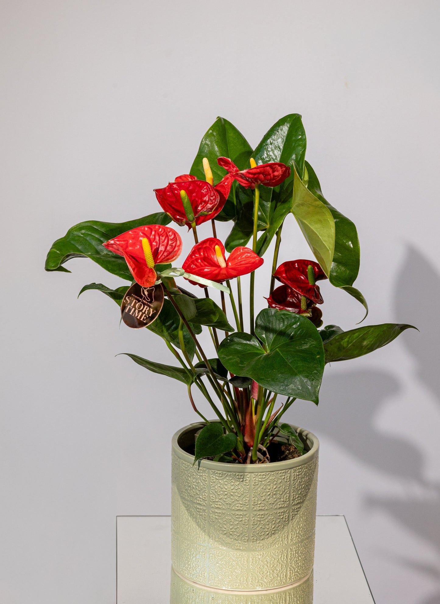 Anthurium – „Eleganță Tropicală cu Flori Lucioase”