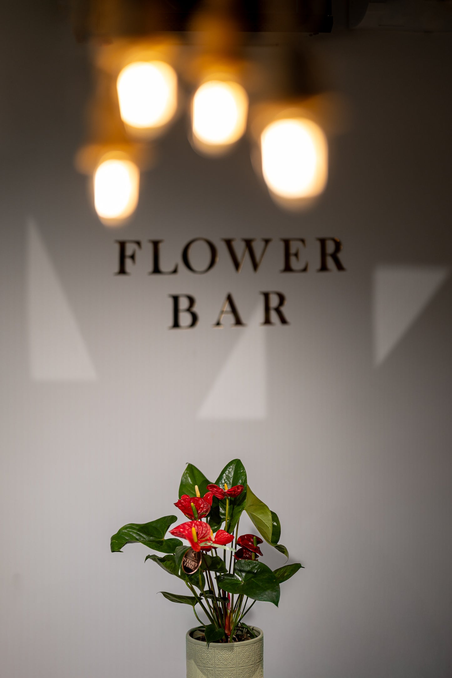 Anthurium – „Eleganță Tropicală cu Flori Lucioase”