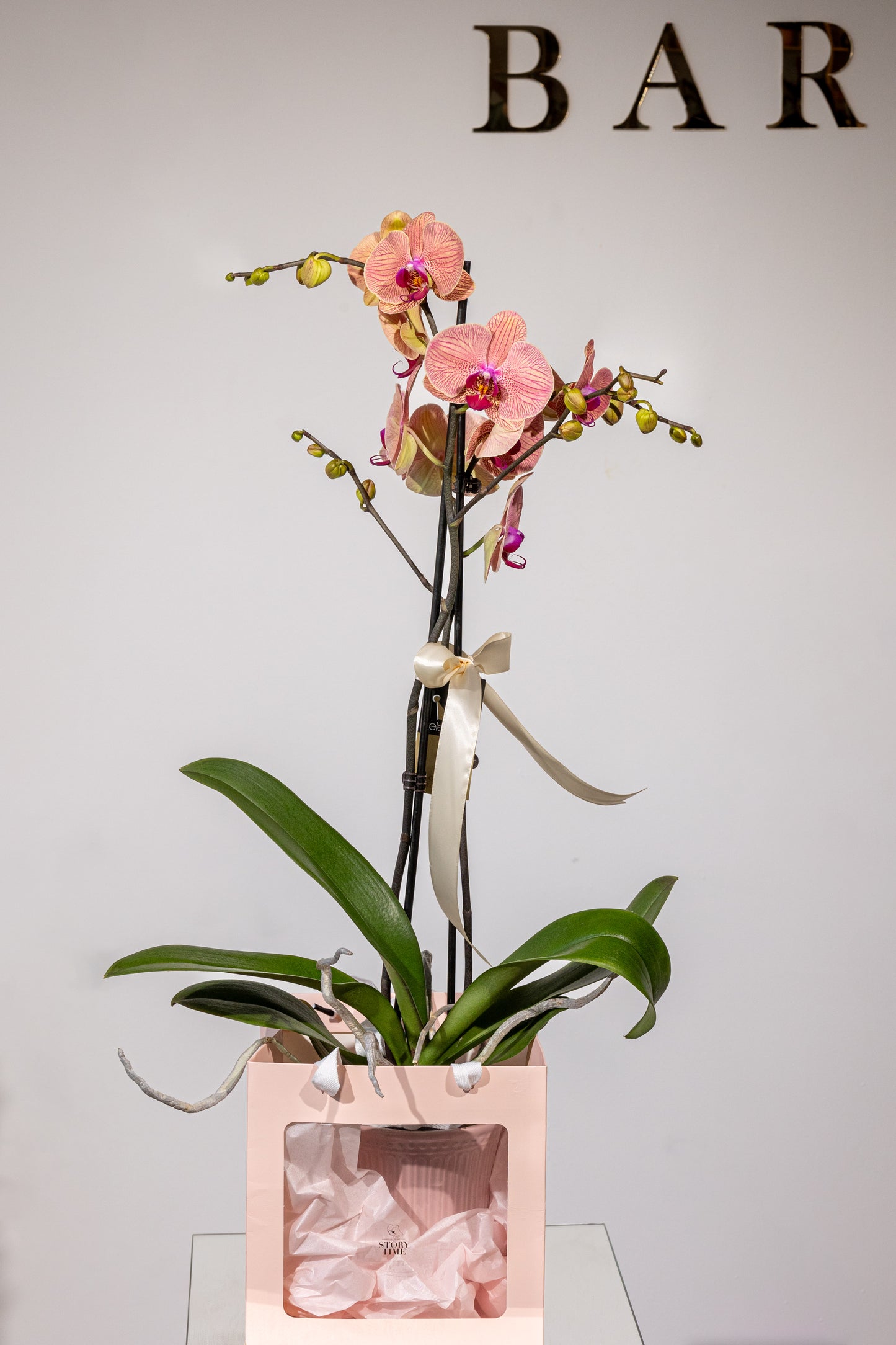 Punga Cadou Plantă – „Ambalaj cu Stil”