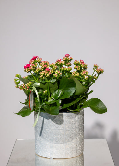 Kalanchoe – „Culoare și Vitalitate în Formă Compactă”