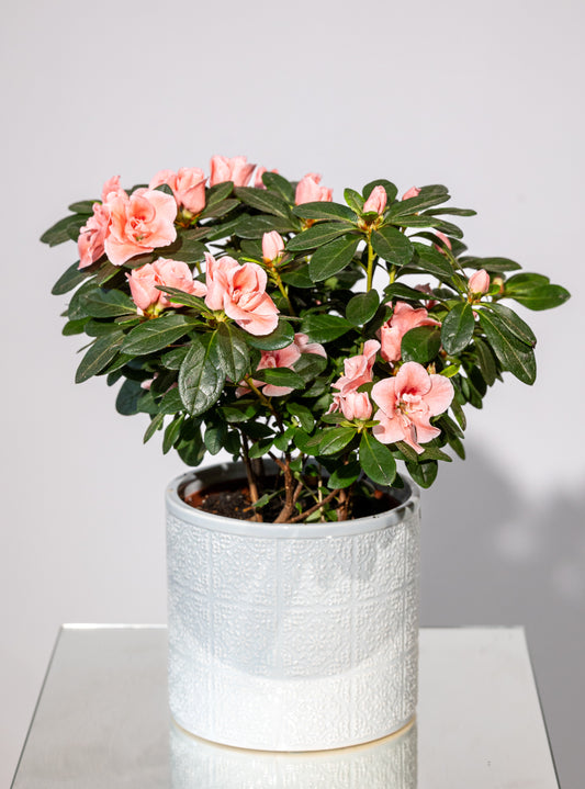 Azalee – „Rafinament Floral în Culori Bogate”