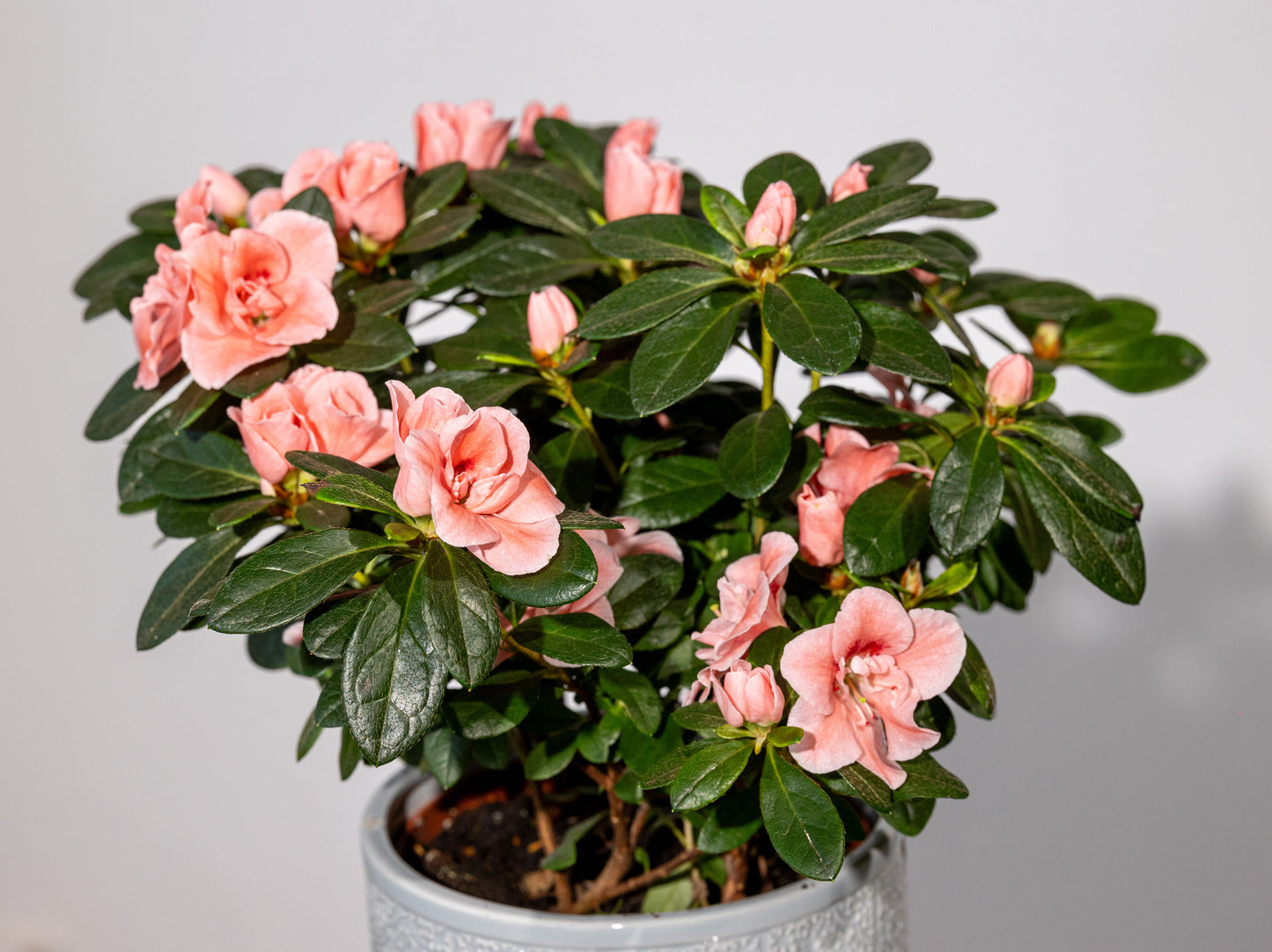 Azalee – „Rafinament Floral în Culori Bogate”