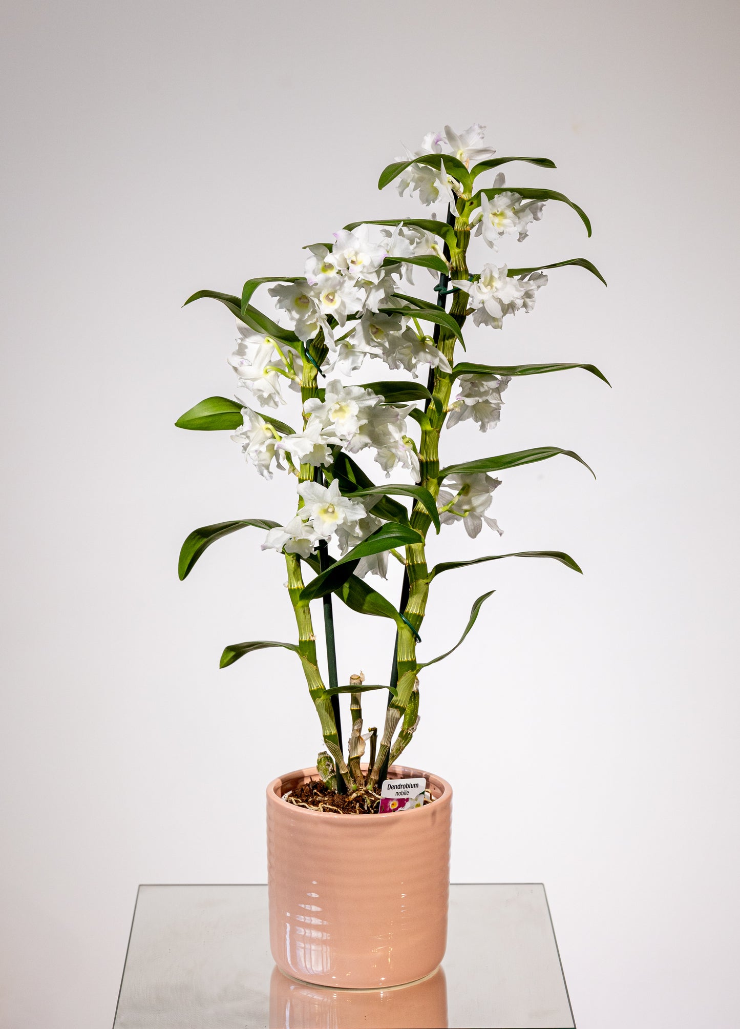 Dendrobium – „Eleganță Verticală, Rafinament Natural”