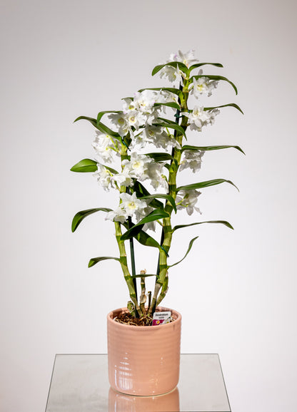 Dendrobium – „Eleganță Verticală, Rafinament Natural”