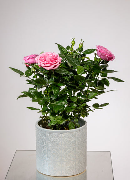 Trandafir la Ghiveci – „Frumusețe Clasică Înflorită”